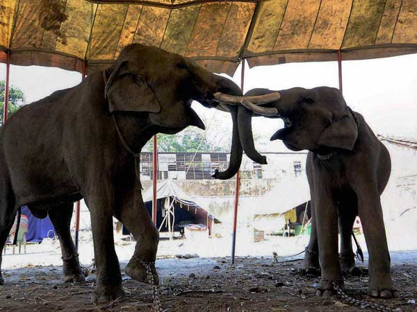 கூண்டுகளில் அடைக்கத் திட்டம்