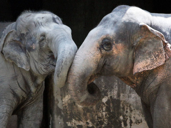 100 யூகலிப்டஸ் மரங்கள்