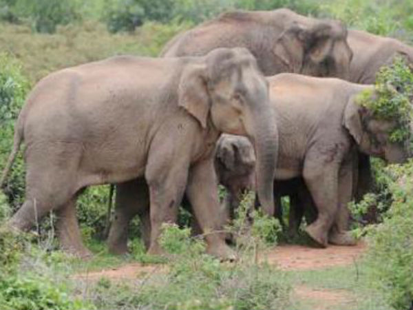 5 கும்கிகள்