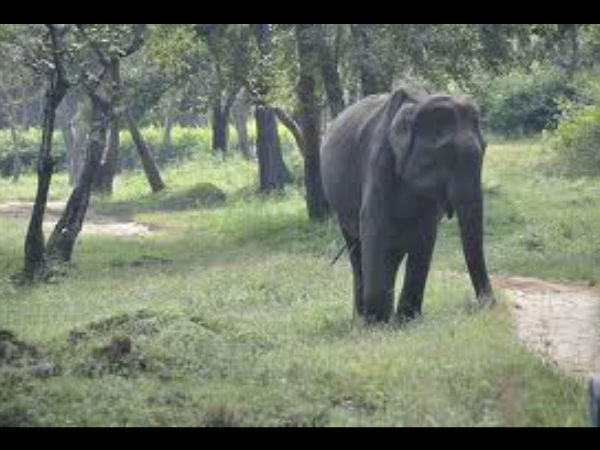 ஒற்றைக் கொம்பன்