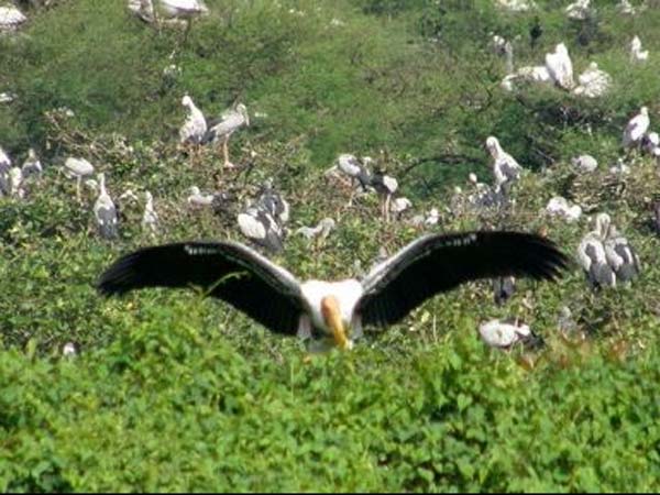 கூந்தக்குளம் சரணாலயம்