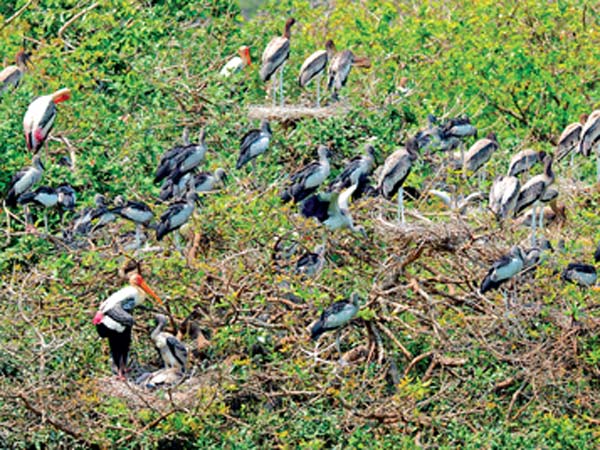 பறவைகளின் காவலர்கள் 