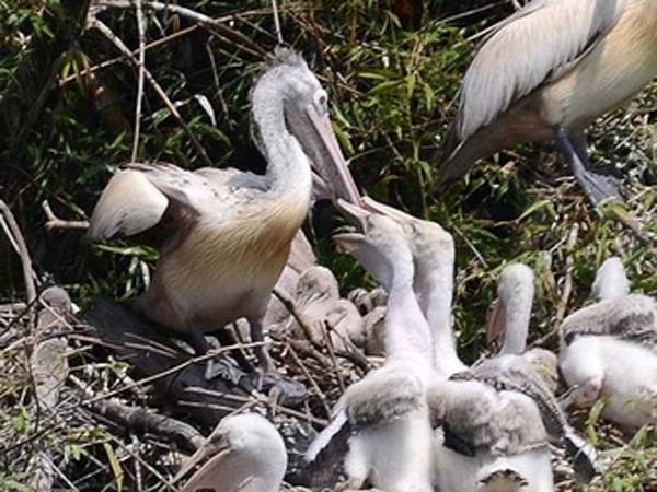 கூடு கட்டுவதாக தகவல்