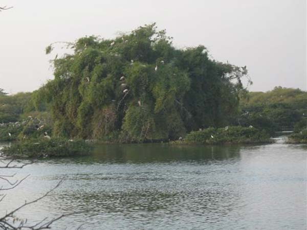 பறவைகளுக்கு பாதிப்பு