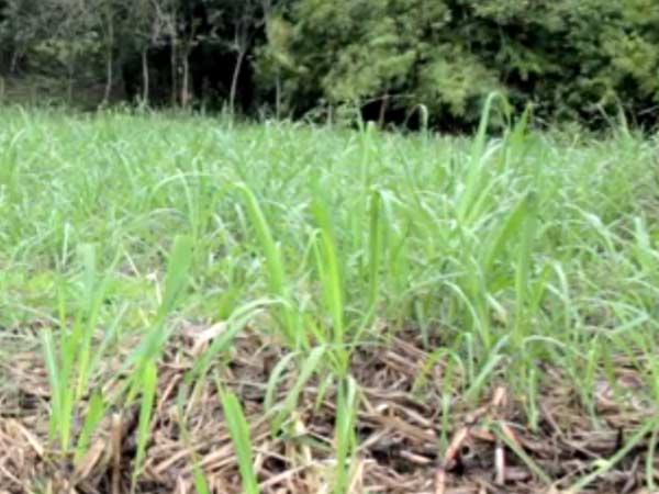 அறுவடைக்கு முன் அறுவடைக்கு முன்