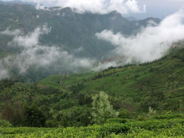 குன்னூரில் நூற்றாண்டு கற்பூர மரம் பிளந்தது!