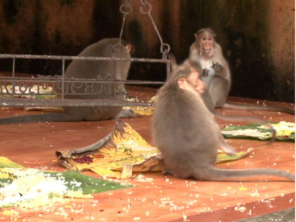 Feeding monkeys, a part of Onam celebrations to these Keralites