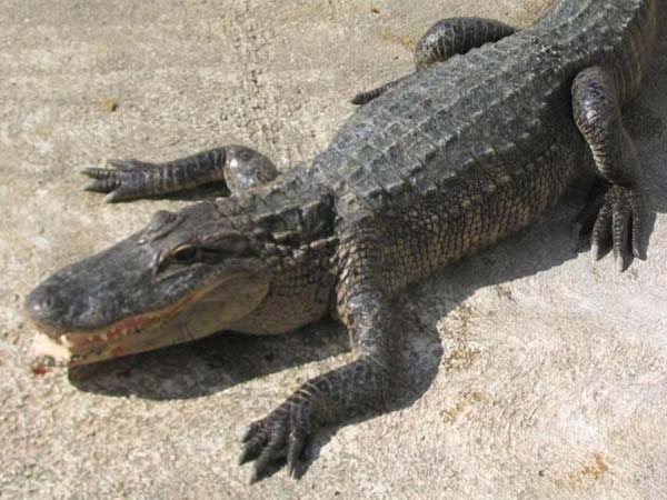 ஜன்னலில் நுழைந்த முதலை....