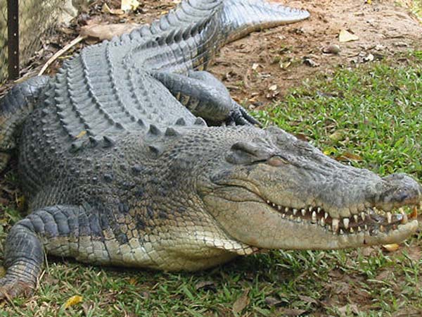 ஆற்றிலிருந்து ஆத்துக்கு வந்த முதலை....