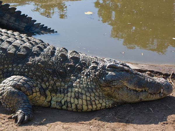 நல்லவேளை கெய் தப்பிச்சுட்டாரு....