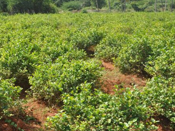 விவசாயிகளின் கூட்டமைப்பு உருவாகிறது