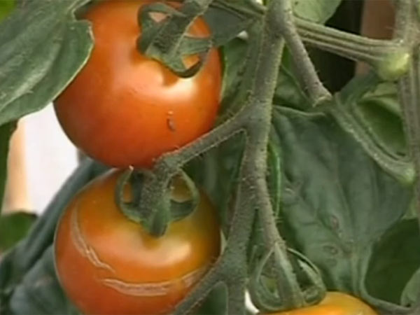 இயற்கையான முறையில்...