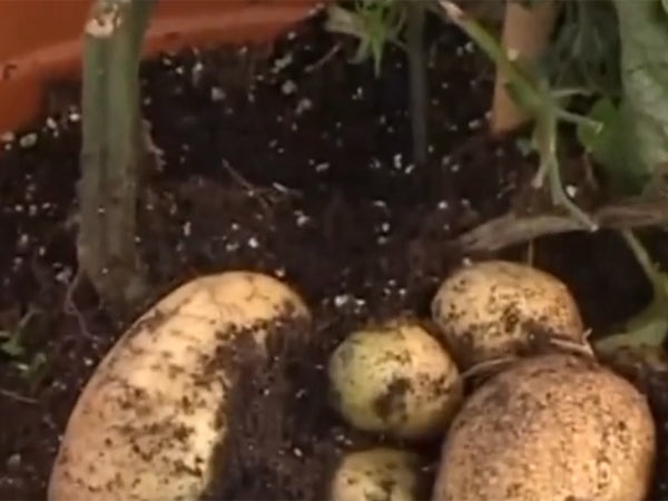 ஒரே தொட்டியில்....