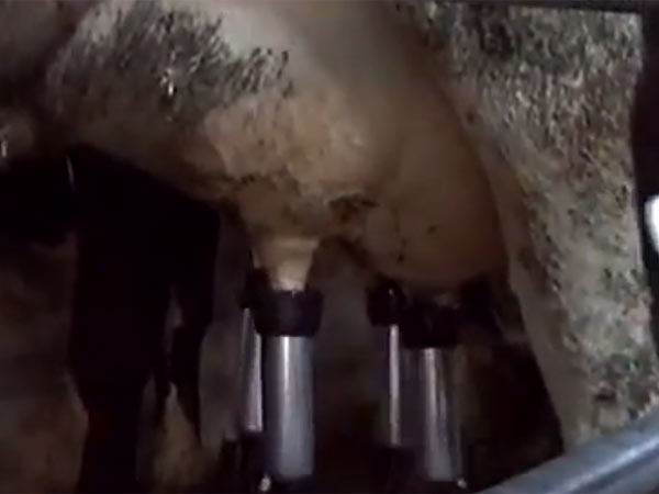 பால் பண்ணைகள் பாதிப்பு 