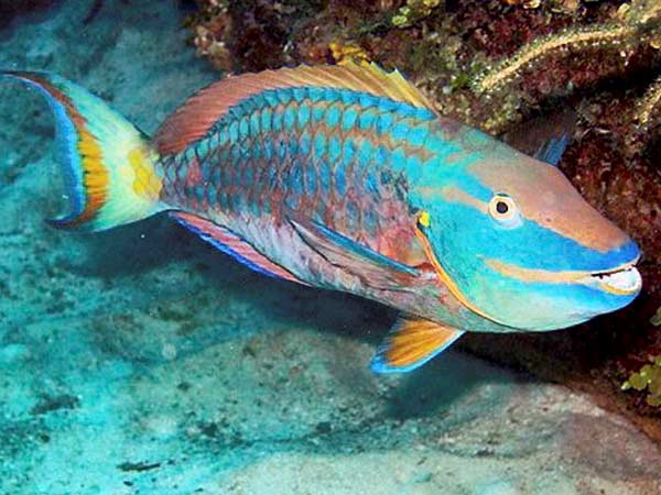 மீன் வளம் மற்றும் வனஉயிரியல் சேவை பாதிப்பு