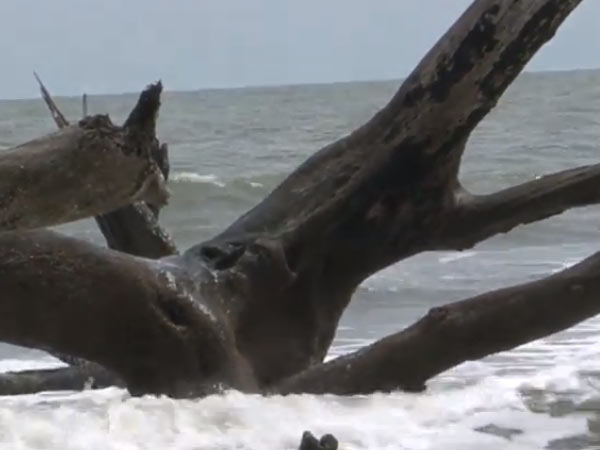 எவர்கிளேட்ஸ் நிதி உதவி நிறுத்தம்