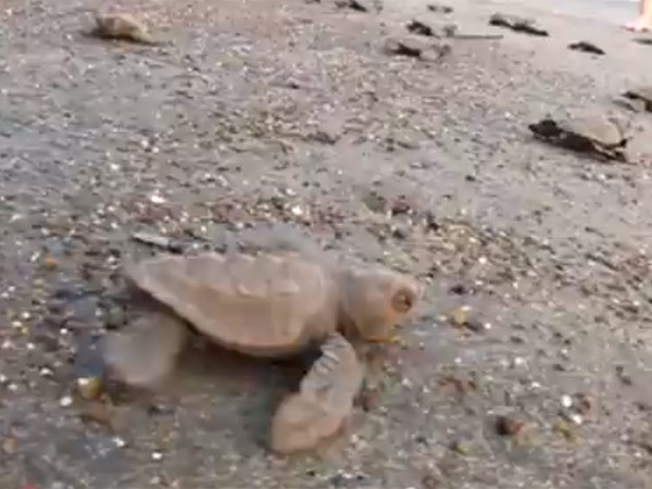 கடல் ஆமை