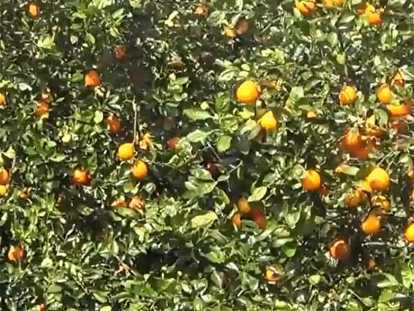 சிட்ரஸ் முன்கணிப்பு நிறுத்தம்