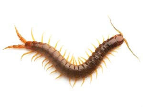 விஷக்கடிக்கு