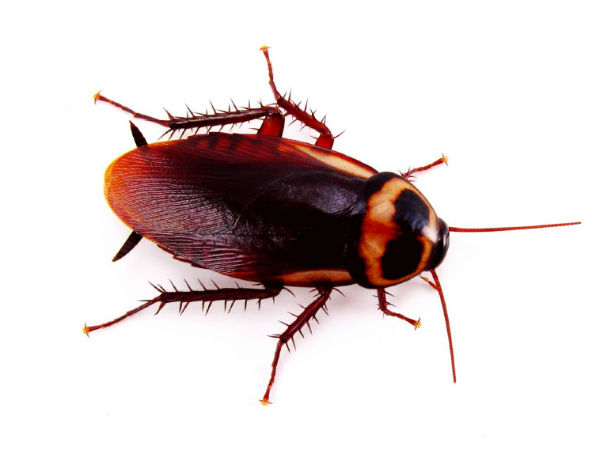 கிருமிகளைக் கொல்லும்