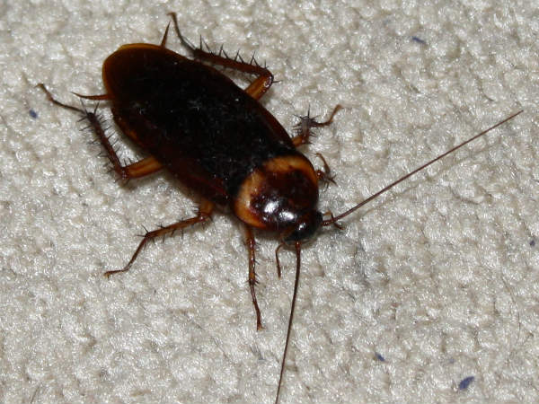 புரதச்சத்து