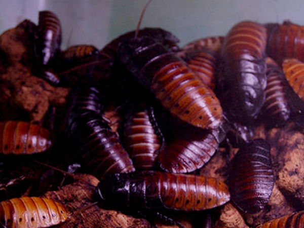 பூச்சிகளை சாப்பிடுறாங்க