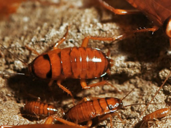 விளம்பரம்