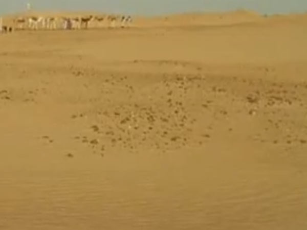 சடலங்கள்...