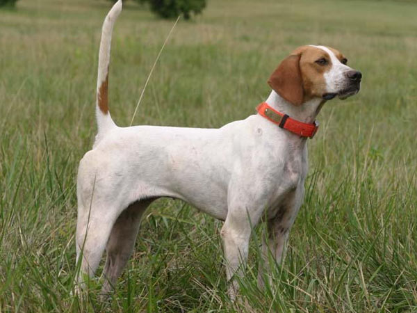 உயரத்திலே வால்