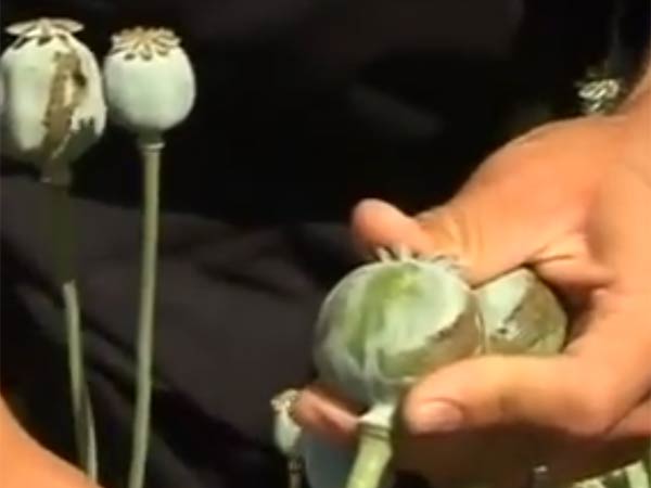 ஓபியம் பயிர்....