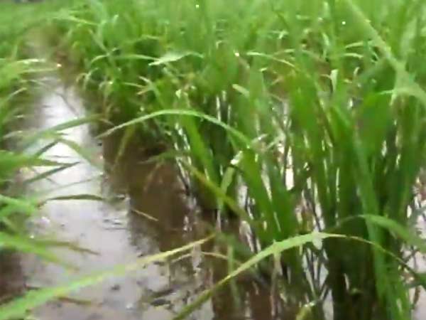 வயல்களில் வெள்ளம்