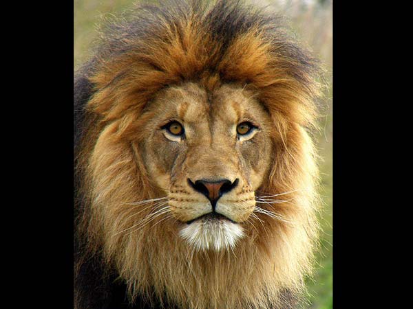 செல்லப்பிள்ளை....