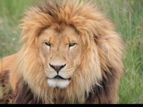 விபரீதம்...