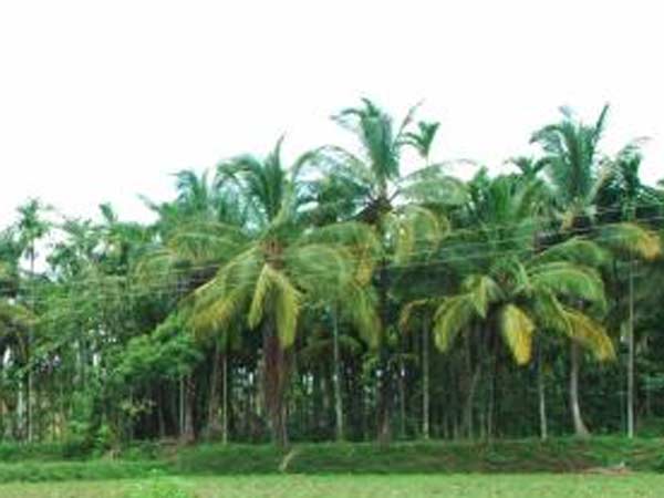 பிள்ளைகளாய் மரங்கள்
