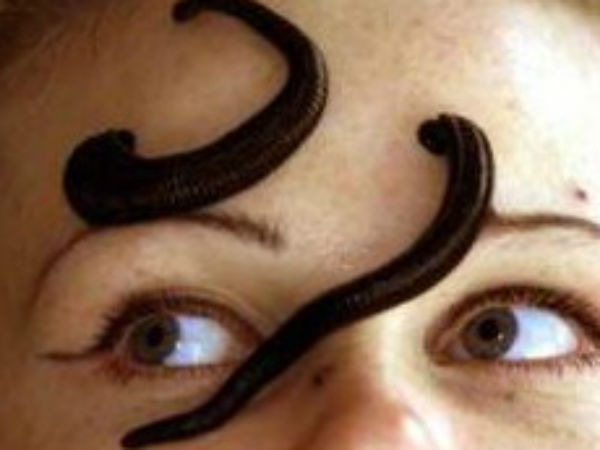 அட்டைப்பூச்சி அட்டைப்பூச்சி