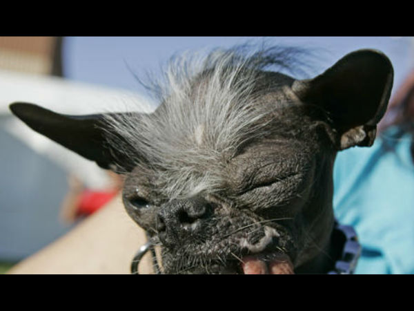 அழகற்ற நாய் பட்டம்...