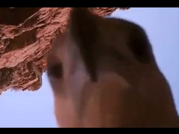 தூக்கிச் சென்ற கழுகு....