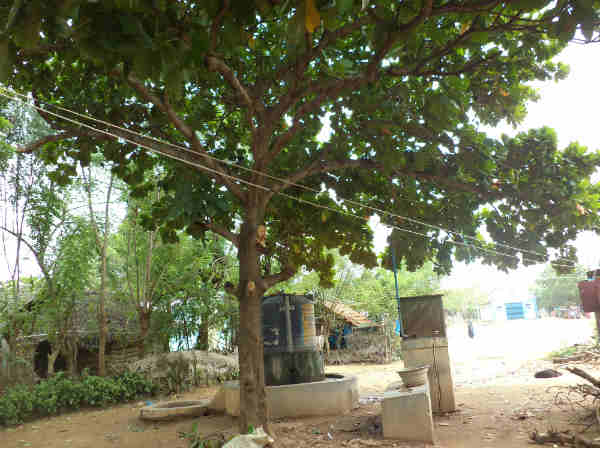 பலாமரத்தை வெட்டுங்கள்