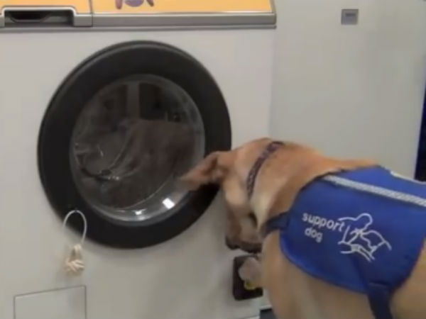 நாய்களுக்கு தகுந்த மாதிரி...