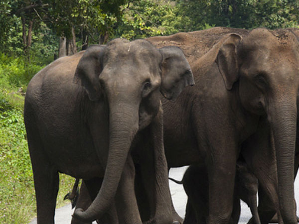 யானைகள் சிறப்பு நலவாழ்வு முகாம்...