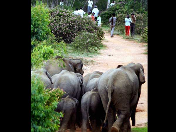 நூறு யானைகள்....