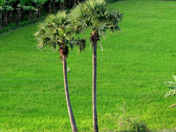 கடற்கரை சமுதாயத்துக்குக் கிடைத்த அங்கீகாரம்