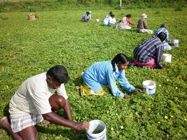 150 ஏக்கரில்