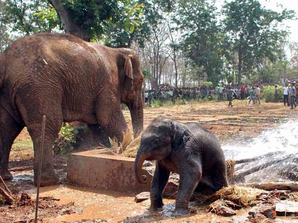 வனத்துறை யானைகள்....