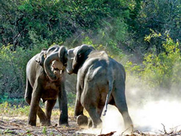 பொம்மன் காயம்...