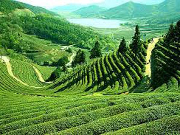 அஸ்ஸாம்....