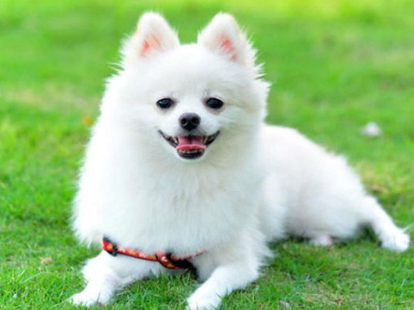 நம்ம ஊர் நாய்கள்