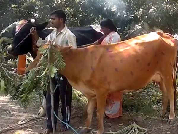 மாடுகளுக்கு மரியாதை மாடுகளுக்கு மரியாதை