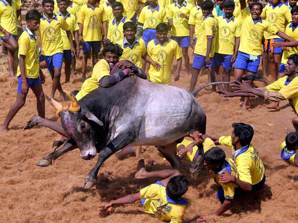 ஜல்லிக் கட்டுகள் ஜல்லிக் கட்டுகள்