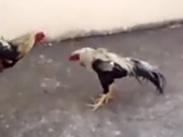 சேவல் சண்டை